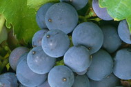 uvas1