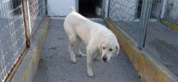 Blanquita Grande 4