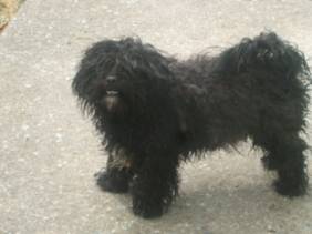 Brandy 1