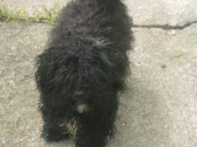 Brandy 2